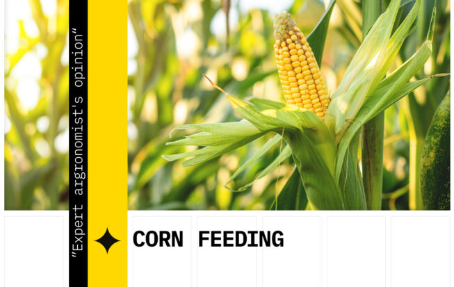 Foliar feeding of corn