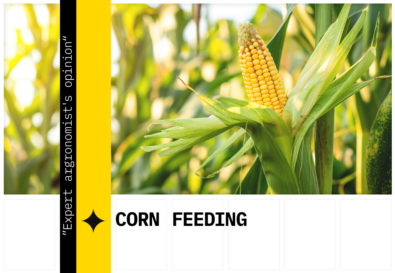 Foliar feeding of corn
