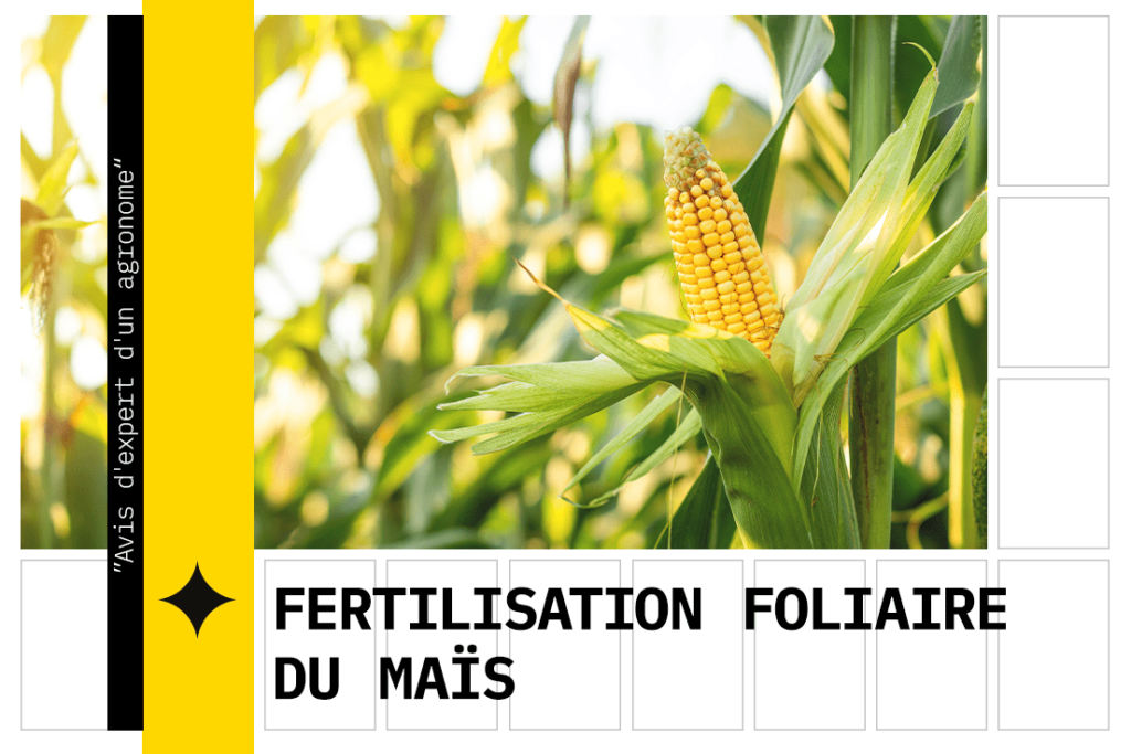 Alimentation foliaire du maïs