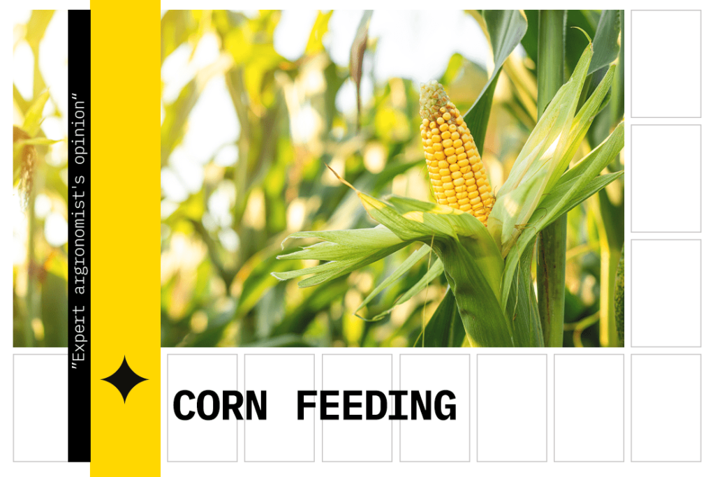 Foliar feeding of corn 