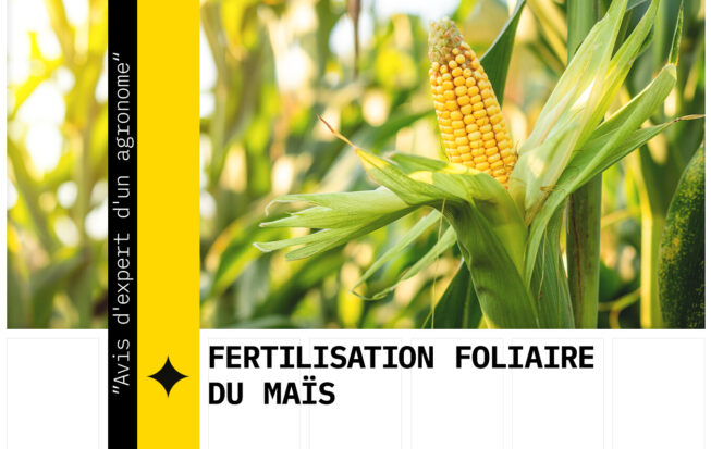 Fertilisation foliaire du colza