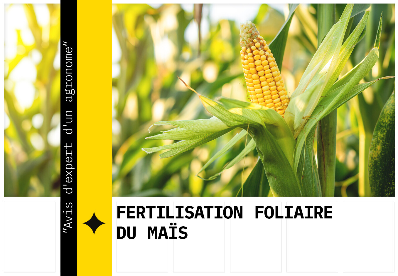 Fertilisation foliaire du colza
