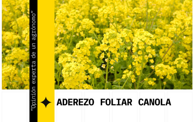 Fertilizante foliar de la colza