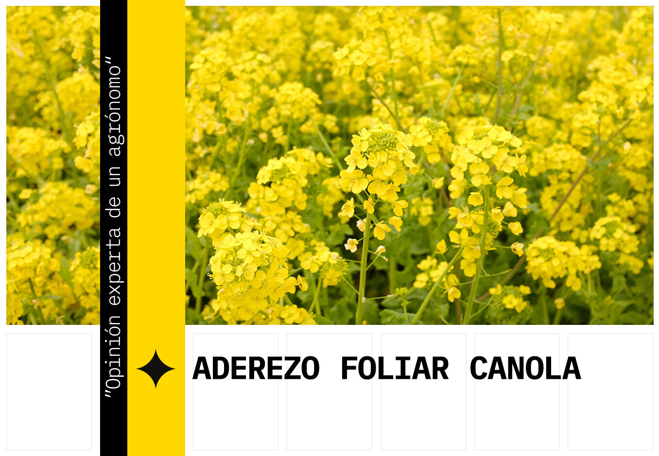 Fertilizante foliar de la colza