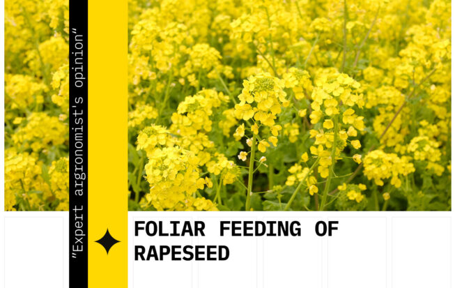 Foliar feeding of rapeseed