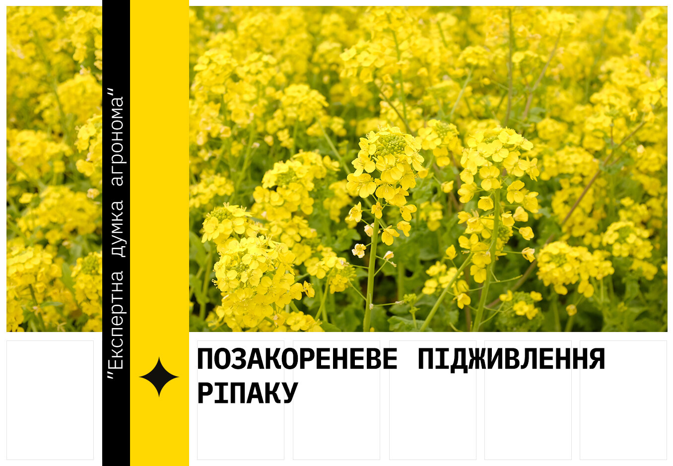 Позакореневе підживлення ріпаку