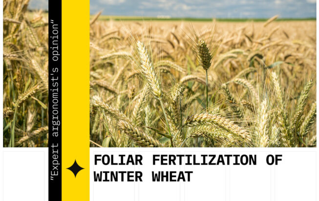 Foliar feeding of cereals