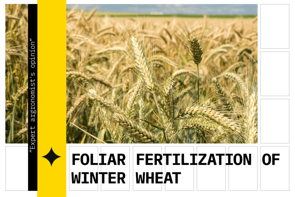 Foliar feeding of cereals