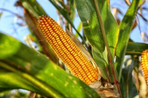 How to do foliar feeding of corn?