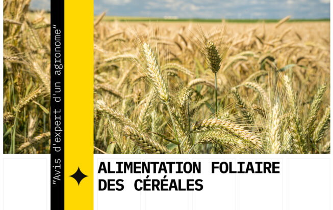 Fertilisation foliaire des céréales