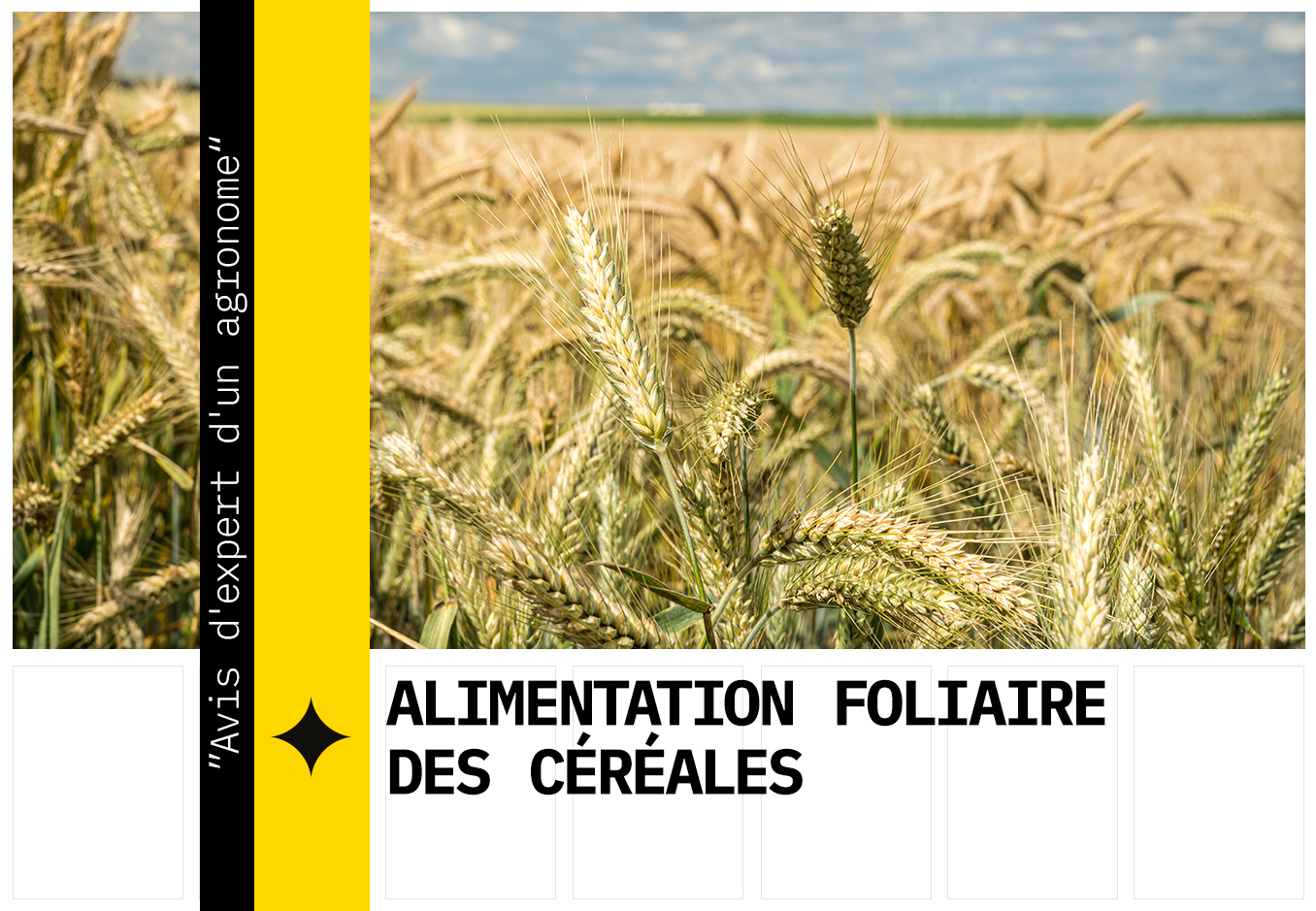 Fertilisation foliaire des céréales