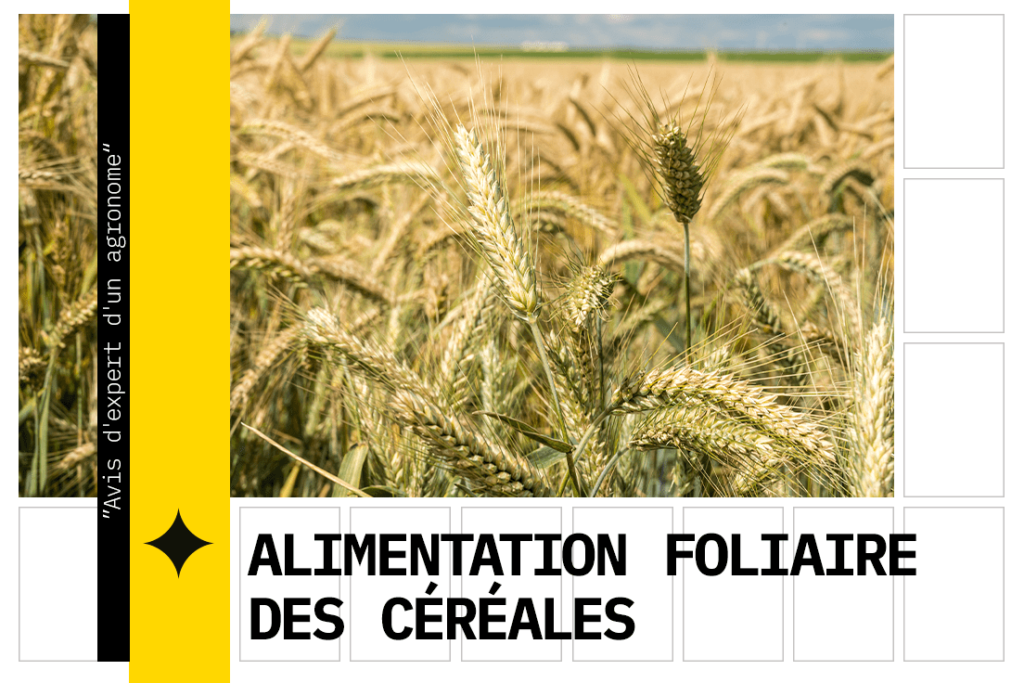 Fertilisation foliaire des céréales