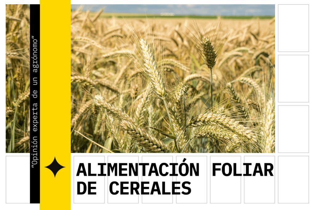 Alimentación foliar de cereales