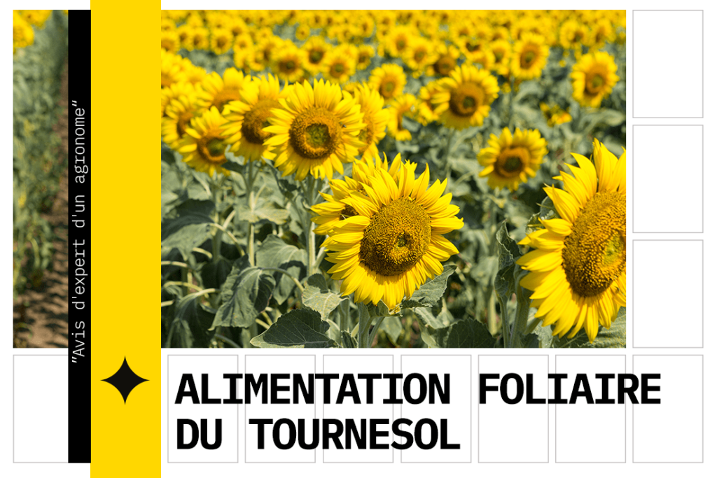Fertilisation foliaire du tournesol