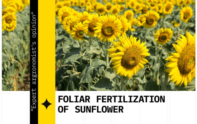 Foliar feeding of sunflower