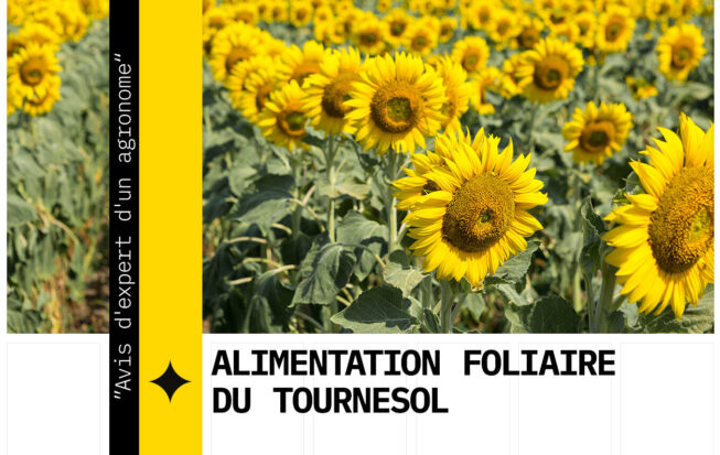 Fertilisation foliaire du tournesol