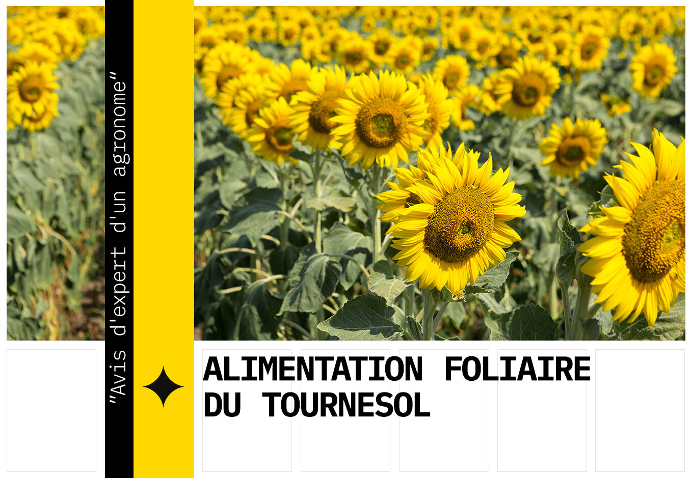 Fertilisation foliaire du tournesol
