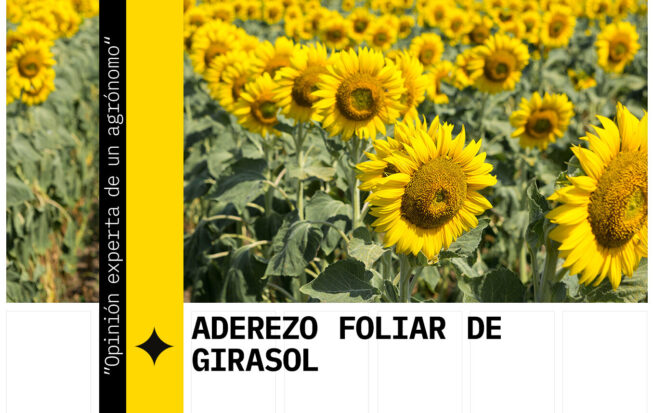 La alimentación foliar del girasol