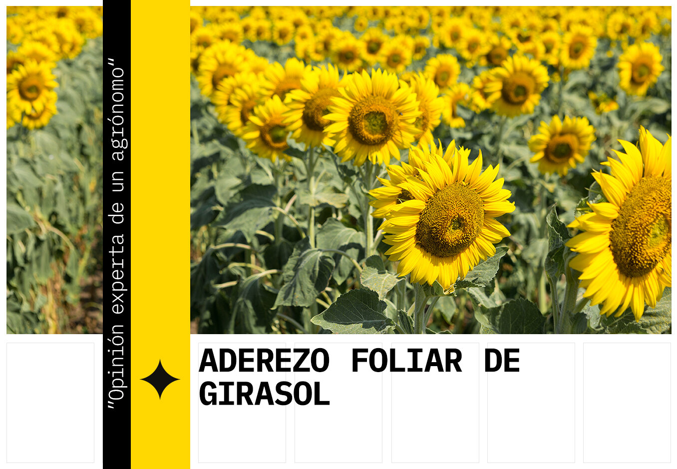 La alimentación foliar del girasol
