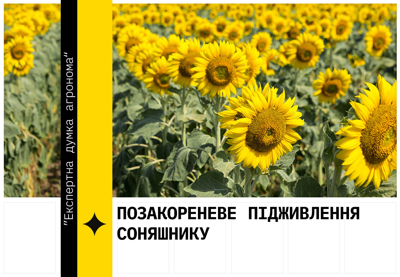 Позакореневе підживлення соняшшнику