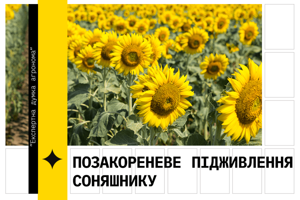 Позакореневе підживлення соняшнику