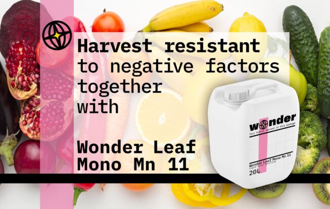 Canister of Wonder Leaf Mono Mn 11 fertilizer on the background of fruit