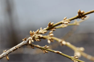 Ramita con brotes