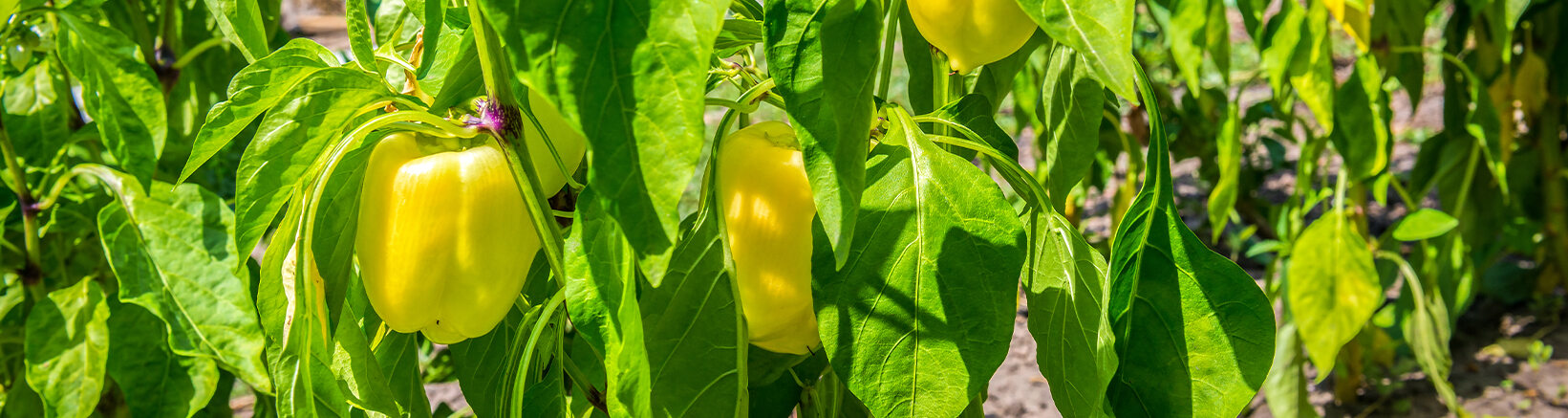 Pepper plantations (yellow peppers)