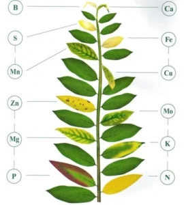 How deficiencies are expressed on the leaf