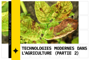 Une plante qui souffre de chlorose foliaire