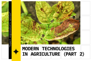 A plant that suffers from leaf chlorosis