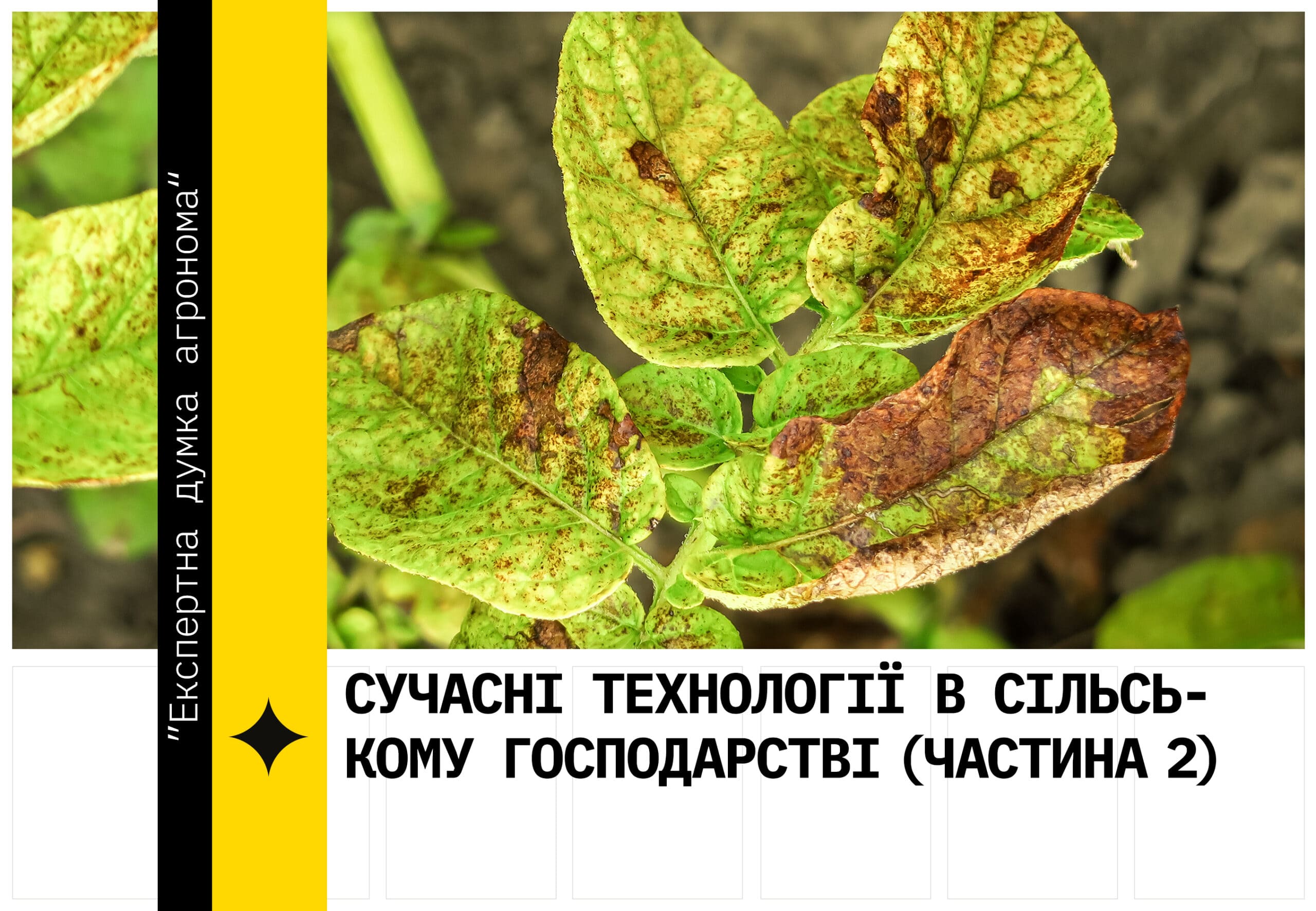 Листя, що страждає від хлорозу. Текст - Сучасні технології в сільському господарстві (частина 2)