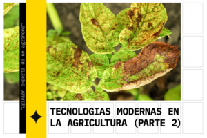 Una planta que sufre clorosis foliar