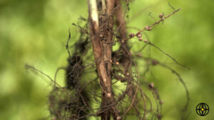 Bacterias fijadoras de nitrógeno