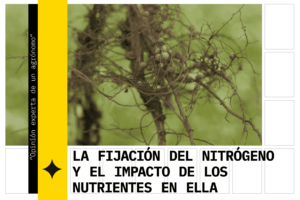 Bacterias fijadoras de nitrógeno