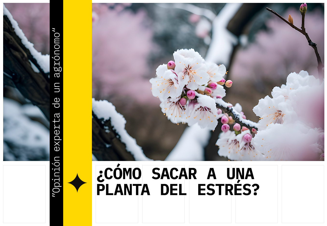 ¿CÓMO SACAR A UNA PLANTA DEL ESTRÉS?
