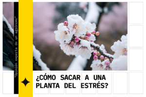 ¿CÓMO SACAR A UNA PLANTA DEL ESTRÉS?