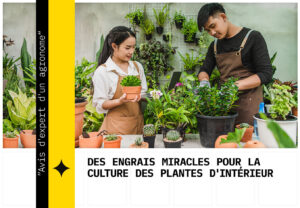 Des engrais miracles pour la culture des plantes d'intérieur