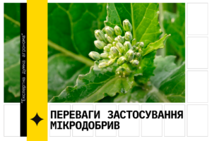 На фото зображений зелений ріпак. 