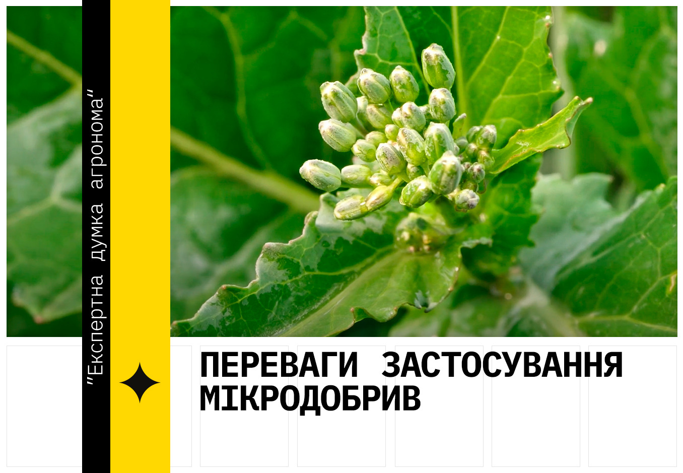 Зелений ріпак