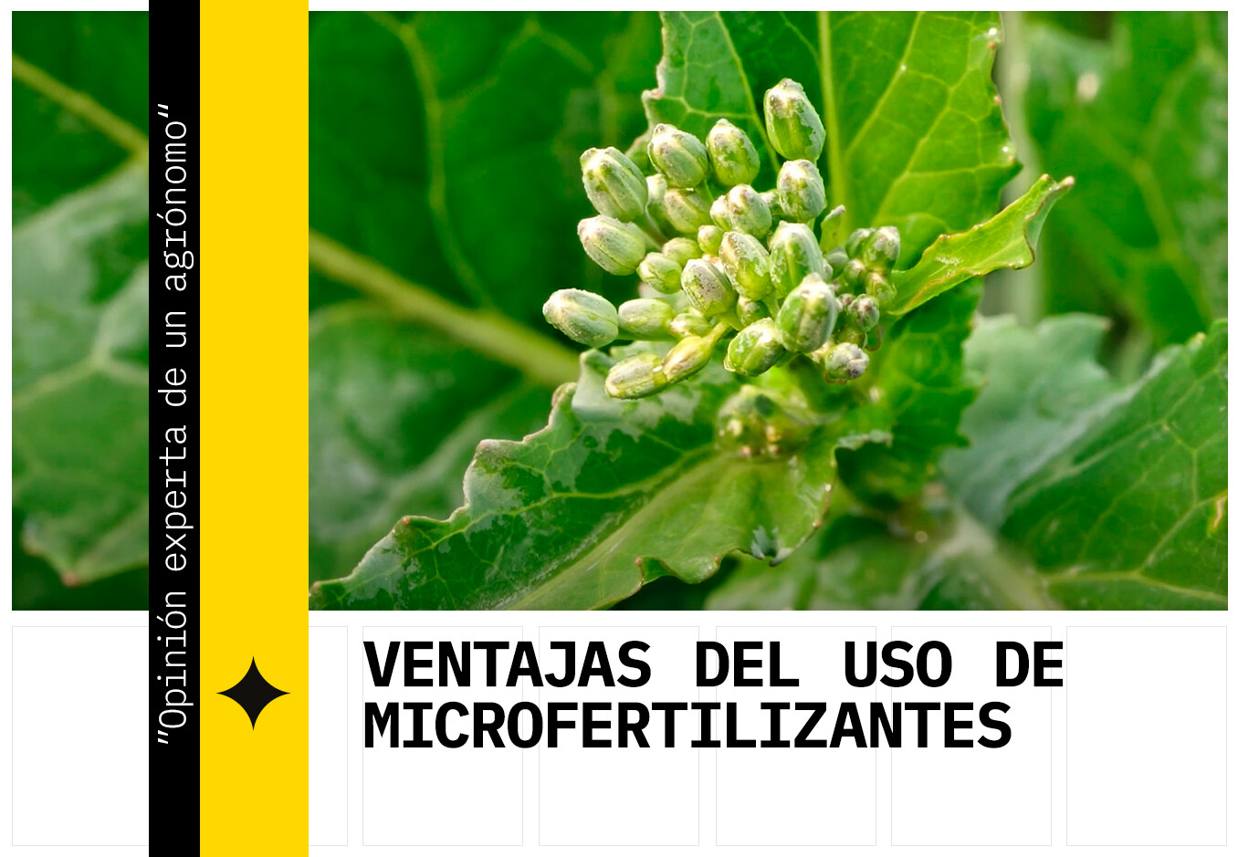 El uso de fertilizantes con micronutrientes