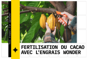 Fertilisation du cacao avec l'engrais Wonder