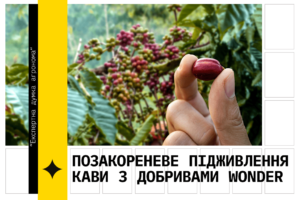 Позакореневе підживлення какао з добривами Wonder