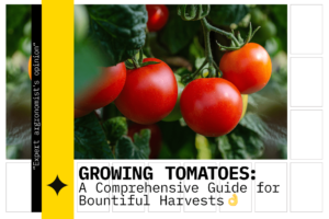 Growing tomatoes