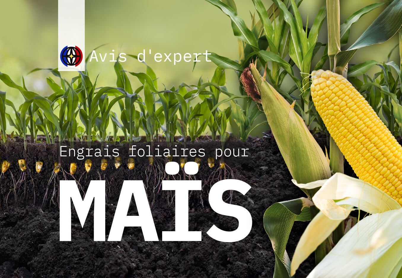 Recommandations pour l'alimentation en maïs