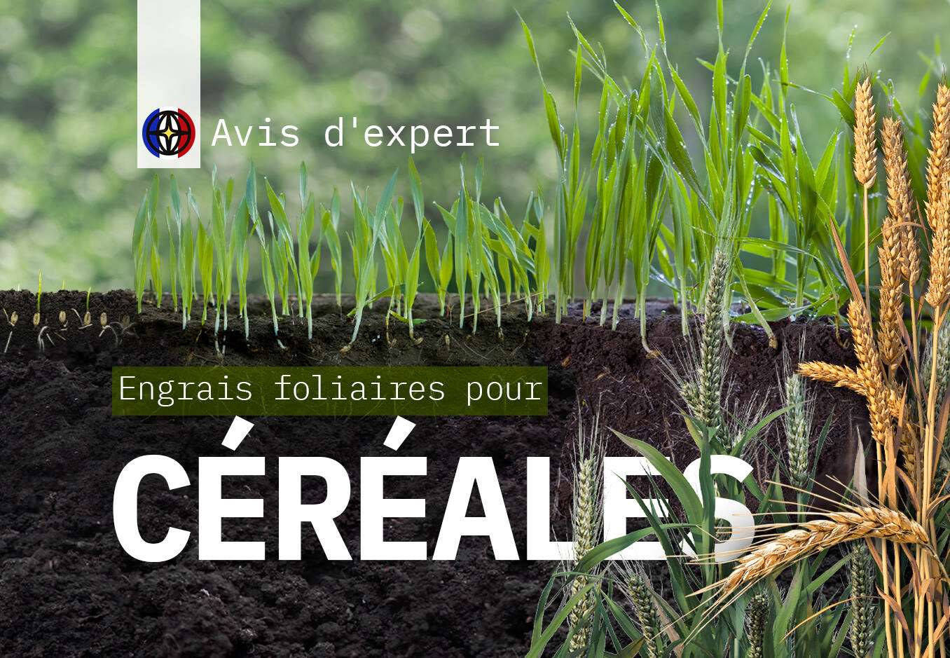 Fertiliser les céréales avec des engrais foliaires