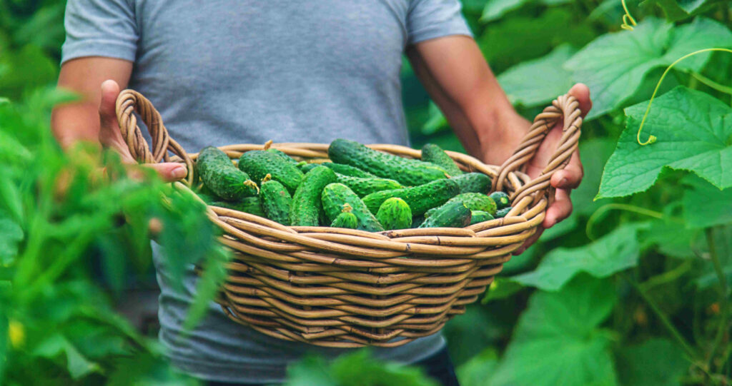 Foliar feeding of cucumbers