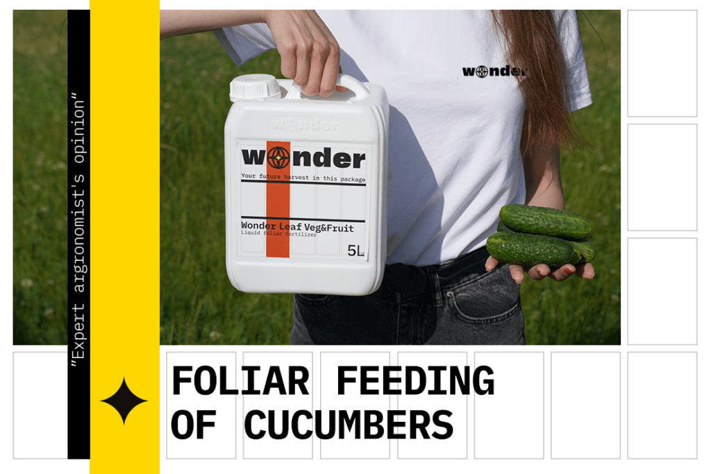Foliar feeding of cucumners
