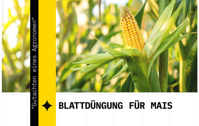 Blattdüngung von Mais