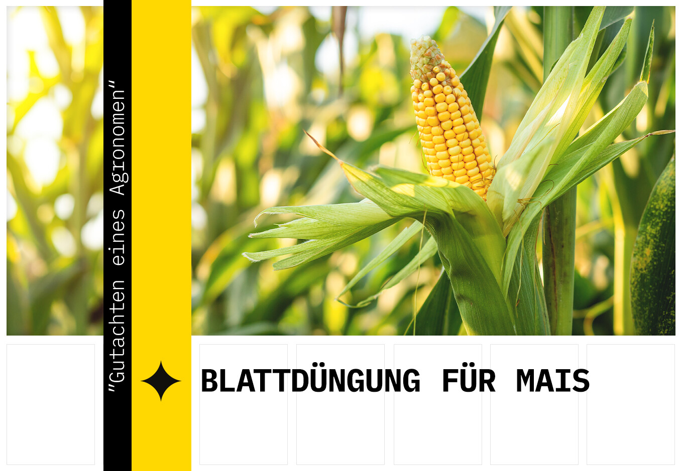Blattdüngung von Mais
